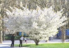 Oshima Cherry Tree in Bloom