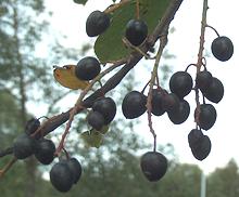 Bird Cherries on Tree