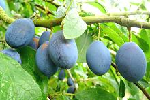 Damson Plums on Tree