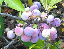 Beach Plums on Tree