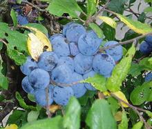 Bullace Plums on Tree