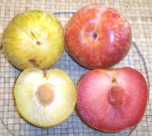 Whole & Cut Pluots