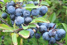 Whole & Cut Sloe Berries