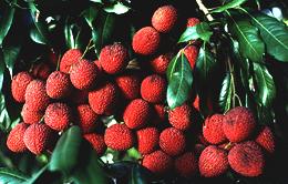 Lychee Fruit on Tree