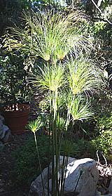 Papyrus plants