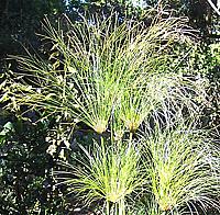 Papyrus flowering tops