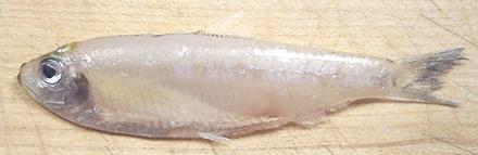 Whole White Anchovy