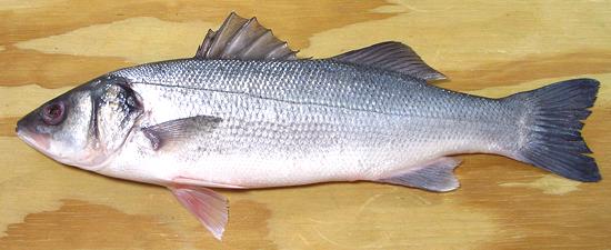 Whole European Seabass