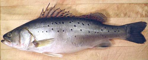 Whole Japanese Seabass Fish