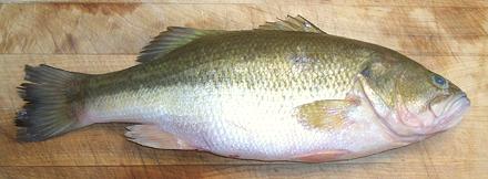 Whole Black Bass