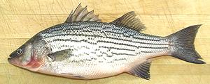 Striped Bass 13d