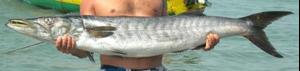 Whole Guinean Barracuda