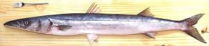 Whole Pacific Barracuda