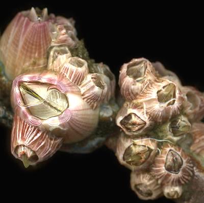 Cluster of Acorn Barnacles