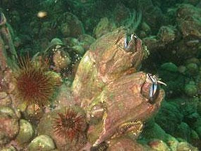 Two Giant Barnacles in nature