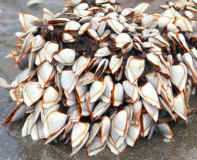 Goose Barnacle - Pelagic