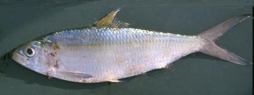Whole Bonga Shad