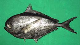 Whole Atlantic Pomfret