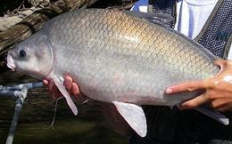 Small Mouth Buffalo Fish