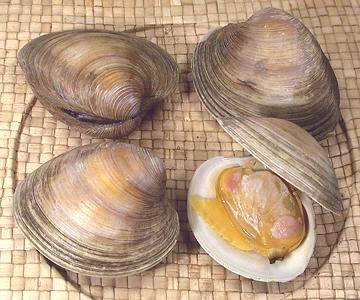 Clam Size Chart