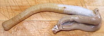 Recipe Ready Geoduck