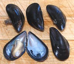 5 Blue Mussels