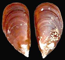 Brown Mussel Shell