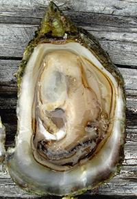 Olympia Oyster on the Half Shell