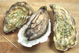 Pacific Oysters, Whole and Opened