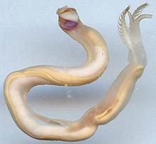 Whole Shipworm