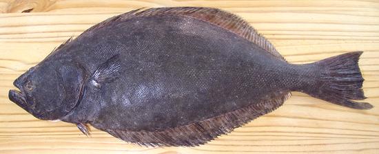 Whole California Halibut