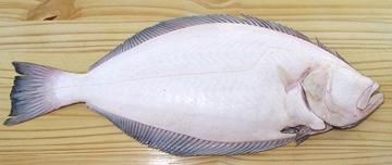 Blind Side of California Halibut