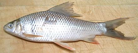 Whole Silver Carp