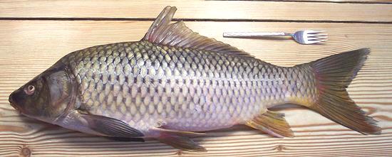 Whole Common Carp