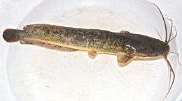 Live African Sharptooth Catfish