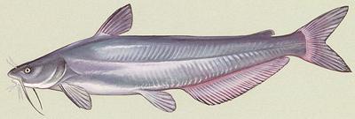 Illustration of Blue Catfish 01g