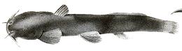 Illustration of Turkistan Catfish 01e