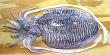 Whole Cuttlefish