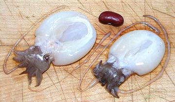 Whole Cleaned and Skinned Tiny Cuttlefish