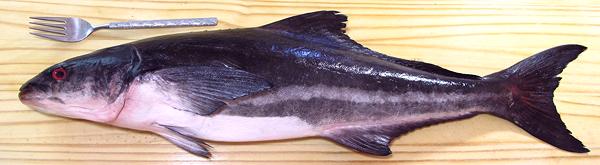 Whole Cobia Fish