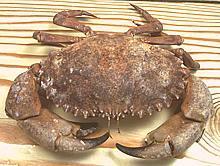 Live Rock Crab 04h