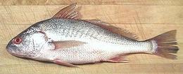 #hole Atlantic Croaker Fish