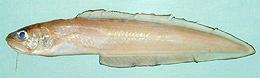 Shortbeard Cusk-Eel 01e