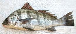 Whole Black Drum Fish