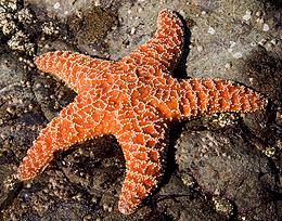 Live Starfish