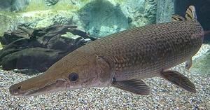 Live Alligator Gar