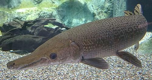 Live Alligator Gar Fish