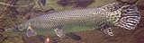 Shortnose Gar