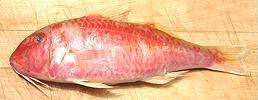 Cinnabar Goatfish