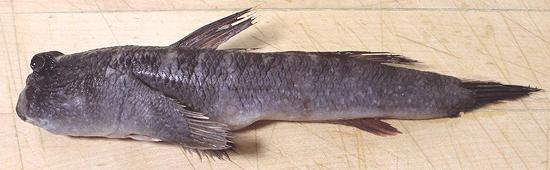 Whole Mud Skipper Goby